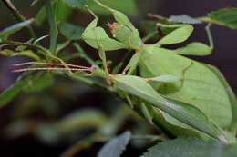 Image of Phyllium gardabagusi