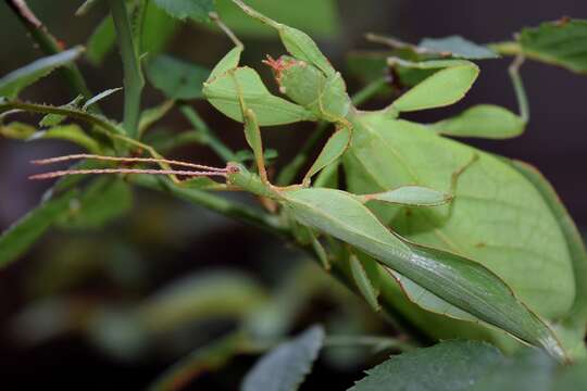 Phyllium gardabagusi的圖片