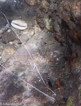 Image of Saddled Blenny