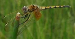 Image of Trithemis monardi Ris 1931