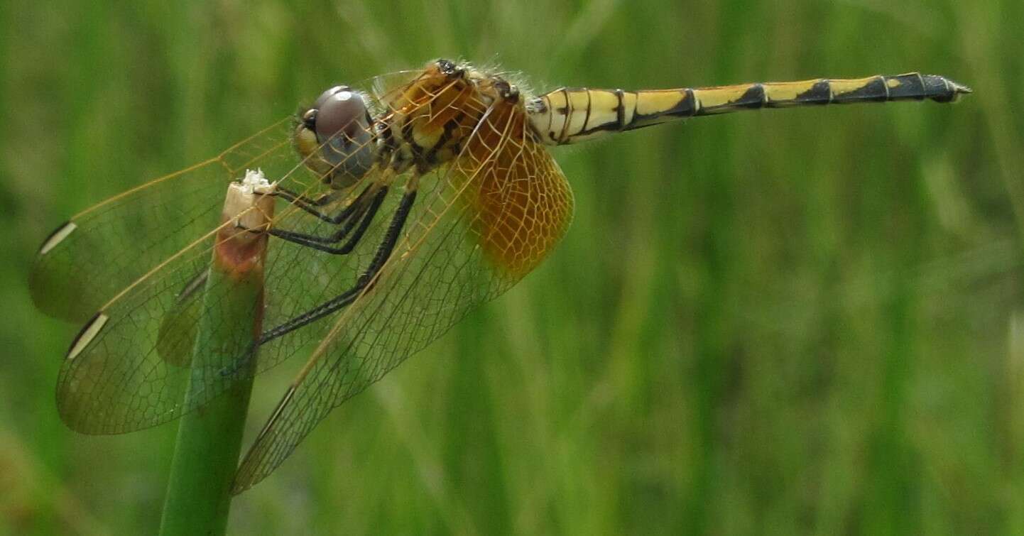 Image of Trithemis monardi Ris 1931