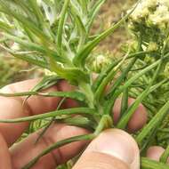 Image of winged cudweed