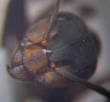 Image of Black-backed meadow ant