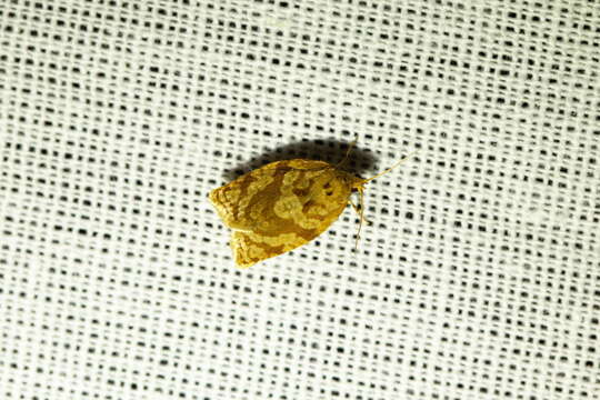 Image of summer fruit tortrix