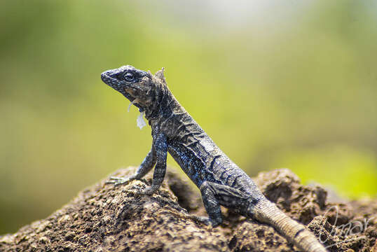 Urosaurus auriculatus (Cope 1871) resmi