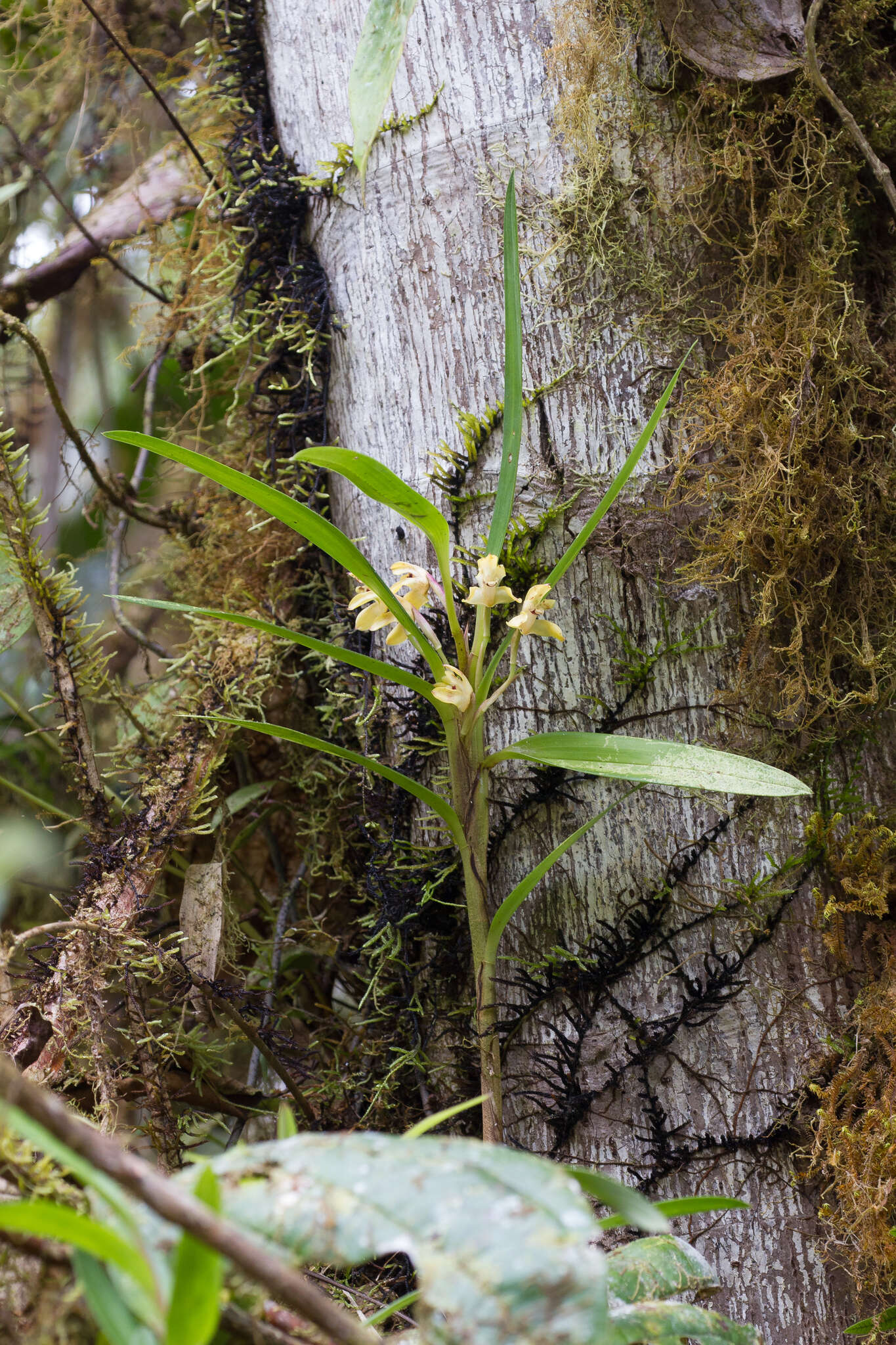 Image of Maxillaria embreei Dodson