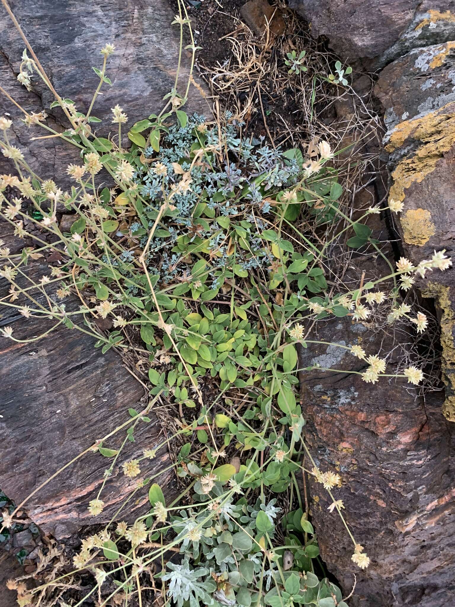 Image of Gomphrena perennis L.