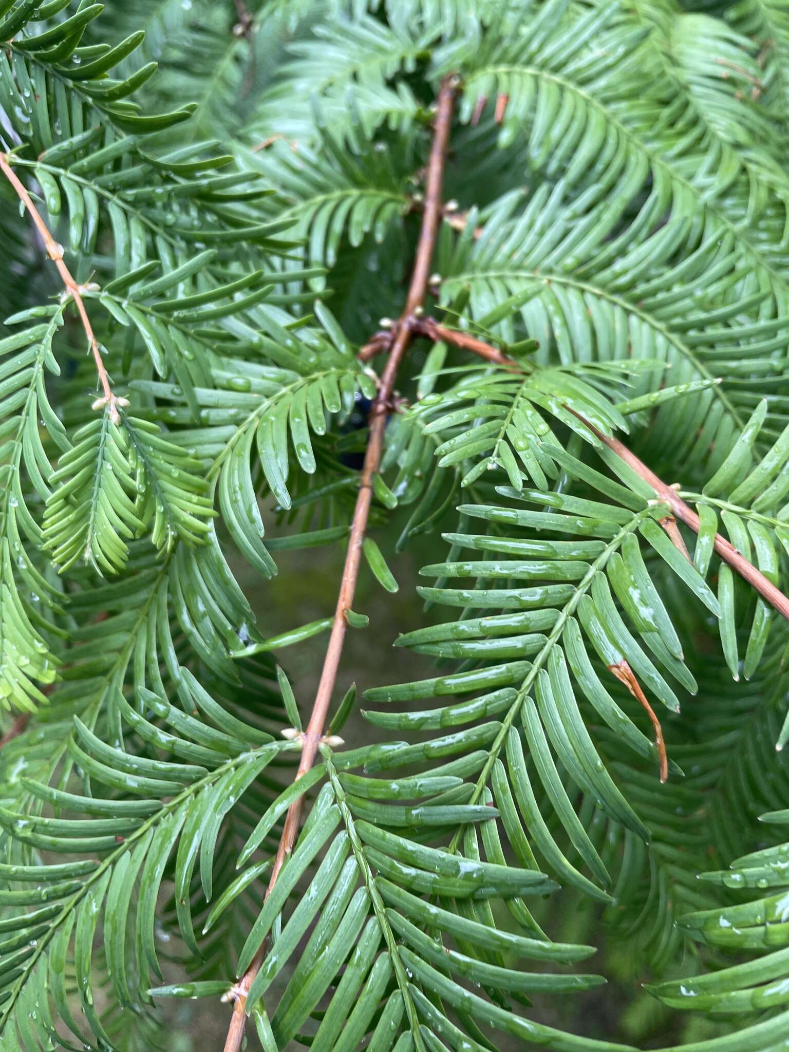 Image of dawn redwood