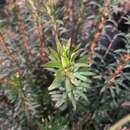 Image of Euphorbia seguieriana subsp. seguieriana