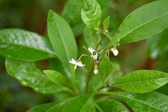 Image of Solanum aligerum Schltdl.