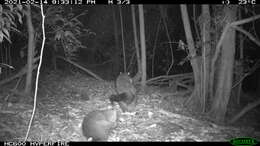 Image of Mountain Brushtail Possum