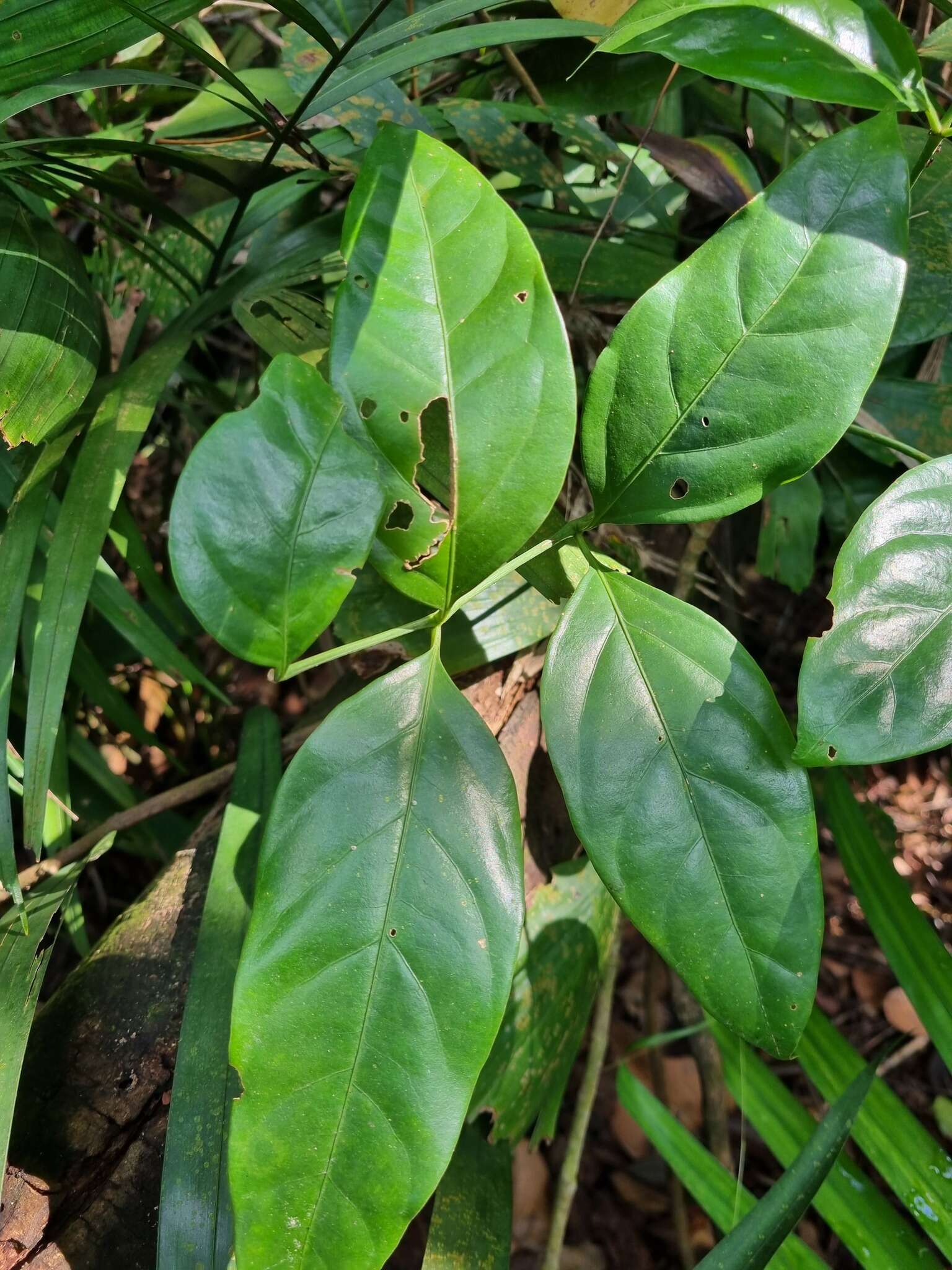 Image of Polyscias diversifolia (Blume) Lowry & G. M. Plunkett