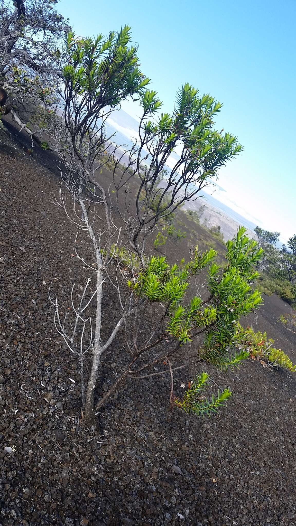 Image of lava dubautia