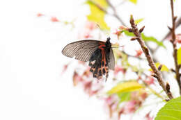 Image de Papilio thaiwanus Rothschild 1898