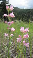 Image of fuzzytongue penstemon