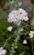 Image of Langebergia canescens (DC.) A. A. Anderberg