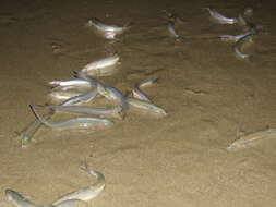 Image de Grunion