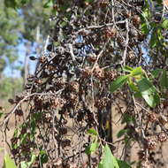 Sivun Asteromyrtus symphyocarpa (F. Müll.) L. A. Craven kuva