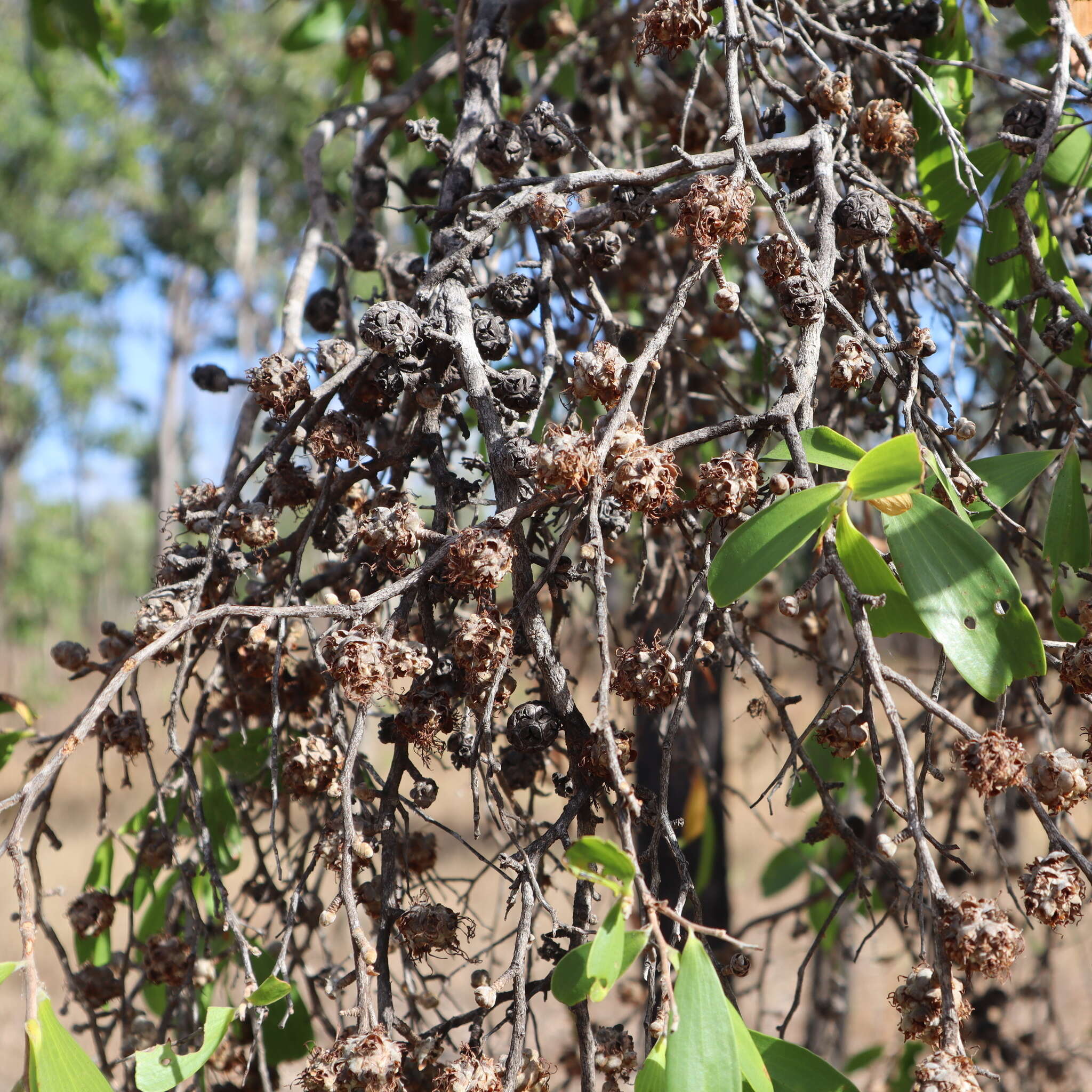 Image de Asteromyrtus symphyocarpa (F. Müll.) L. A. Craven