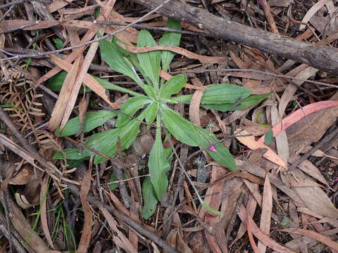 Image of weak plantain