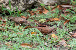 صورة Columbina talpacoti (Temminck 1810)