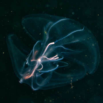 Image of lined sea anemone