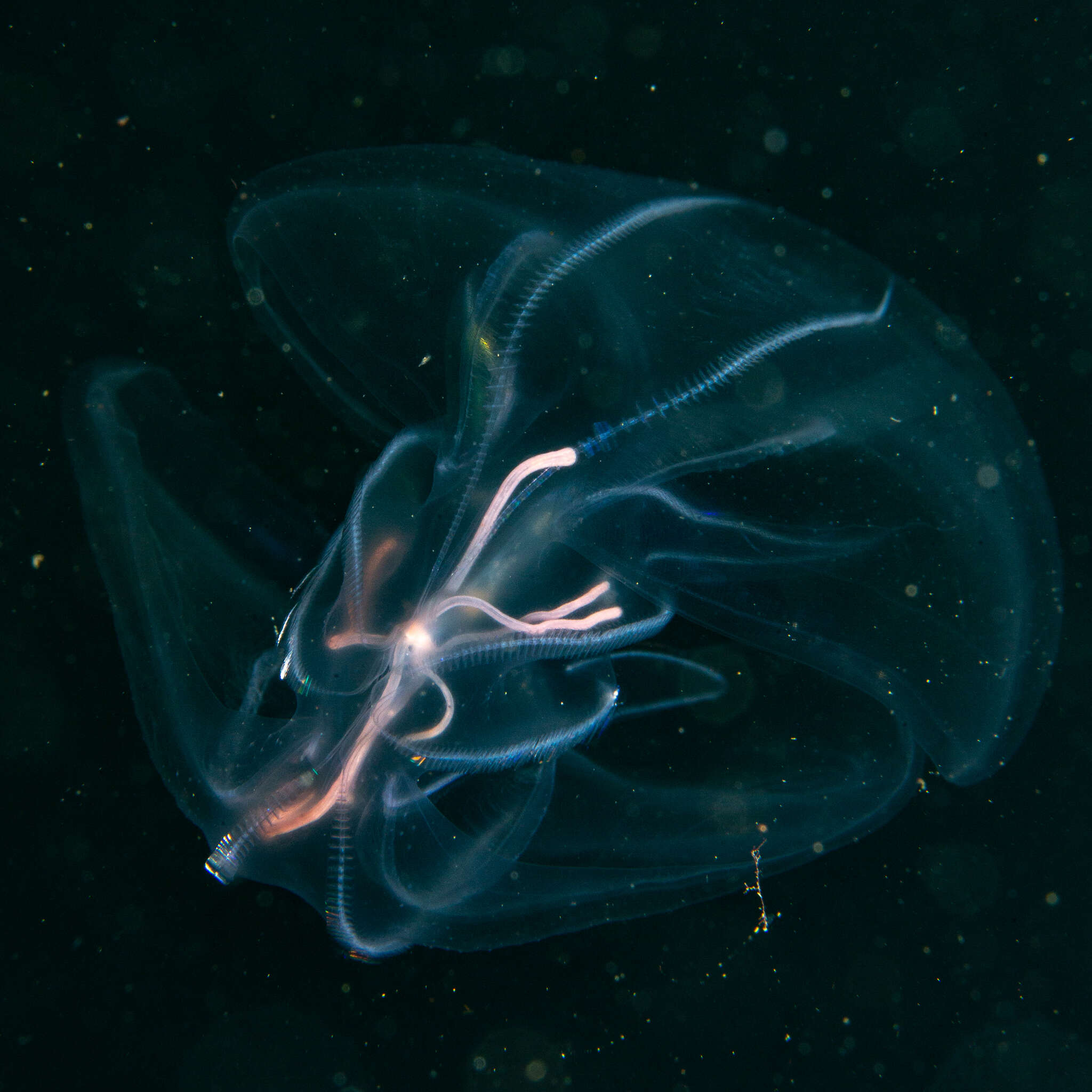 Image of lined sea anemone