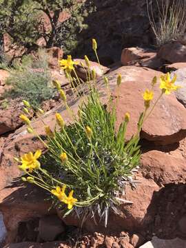 Image of thrift mock goldenweed