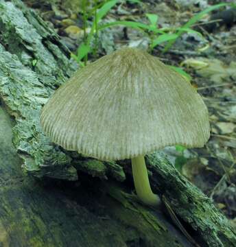 Image of Pluteus longistriatus (Peck) Peck 1885