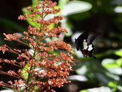 Image of Papilio iswara White 1842