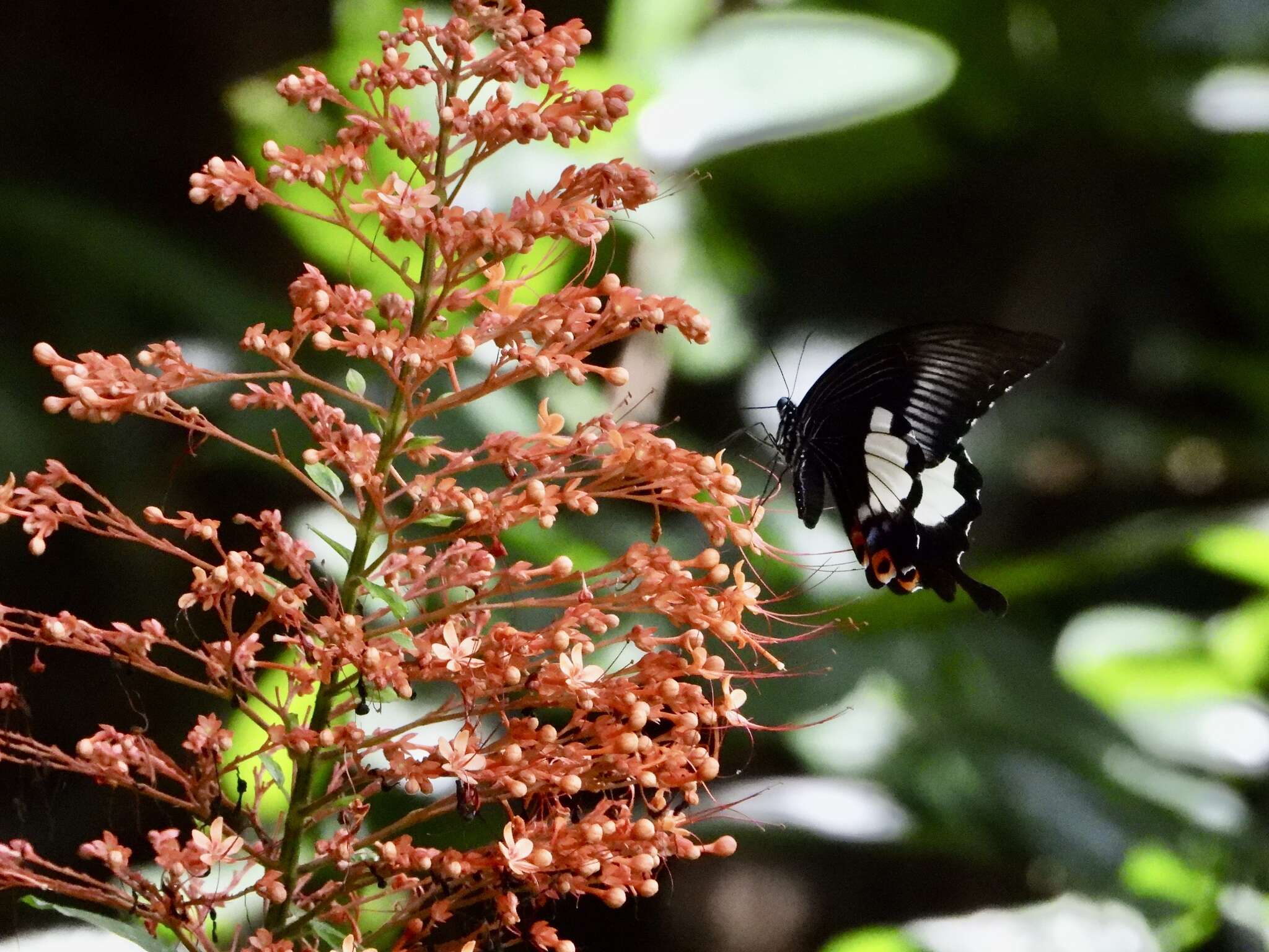 Sivun Papilio iswara White 1842 kuva