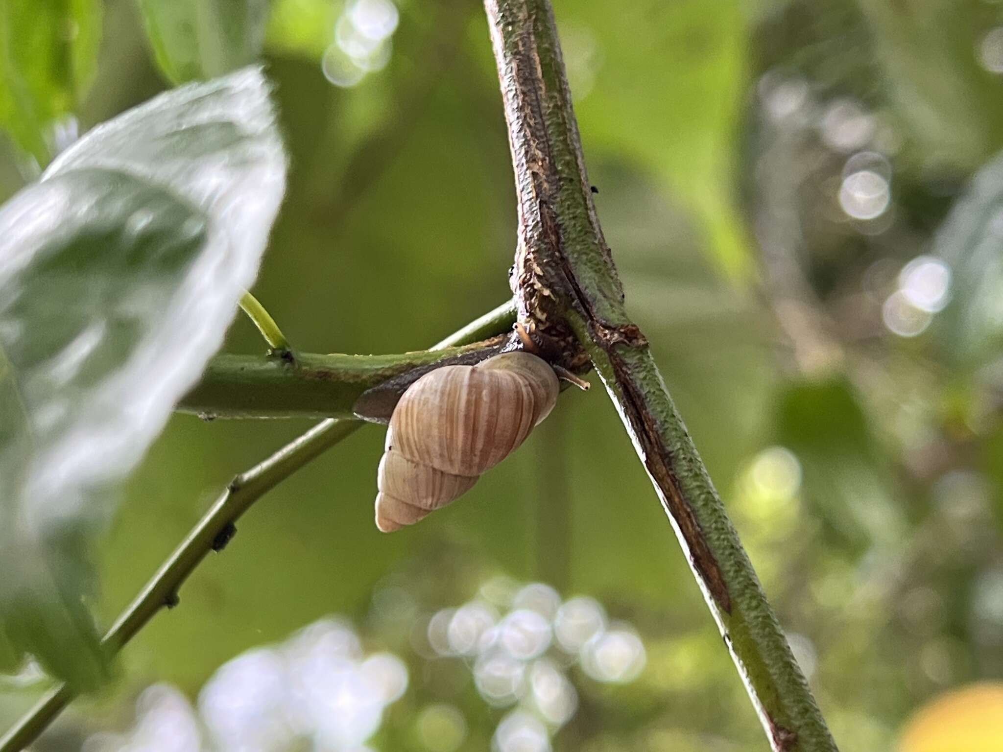 Imagem de Partula radiolata (L. Pfeiffer 1846)