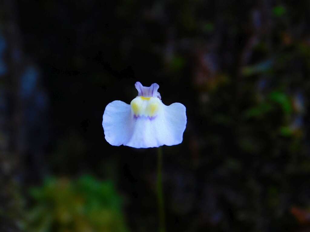 Sivun Utricularia bisquamata Schrank kuva