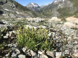 Image of Saxifraga seguieri Sprengel