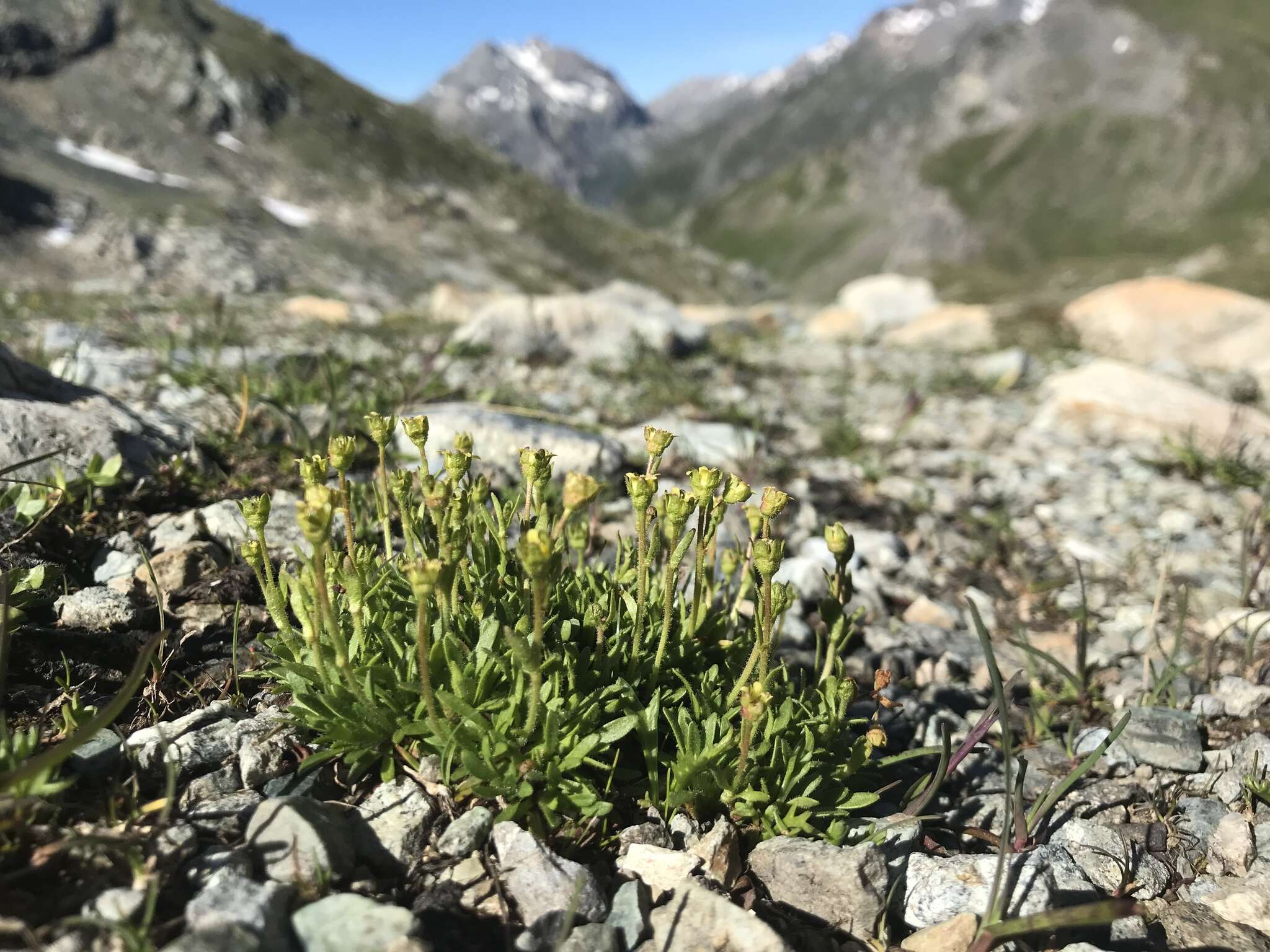 Imagem de Saxifraga seguieri Sprengel