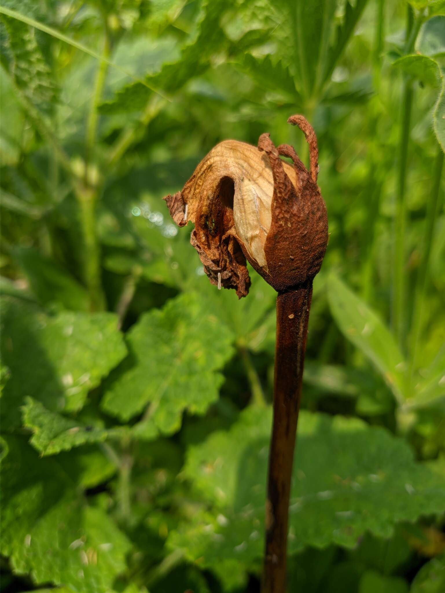 Image de <i>Phelypaea coccinea</i>