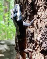 Image of Sri Lankan bloodsucker