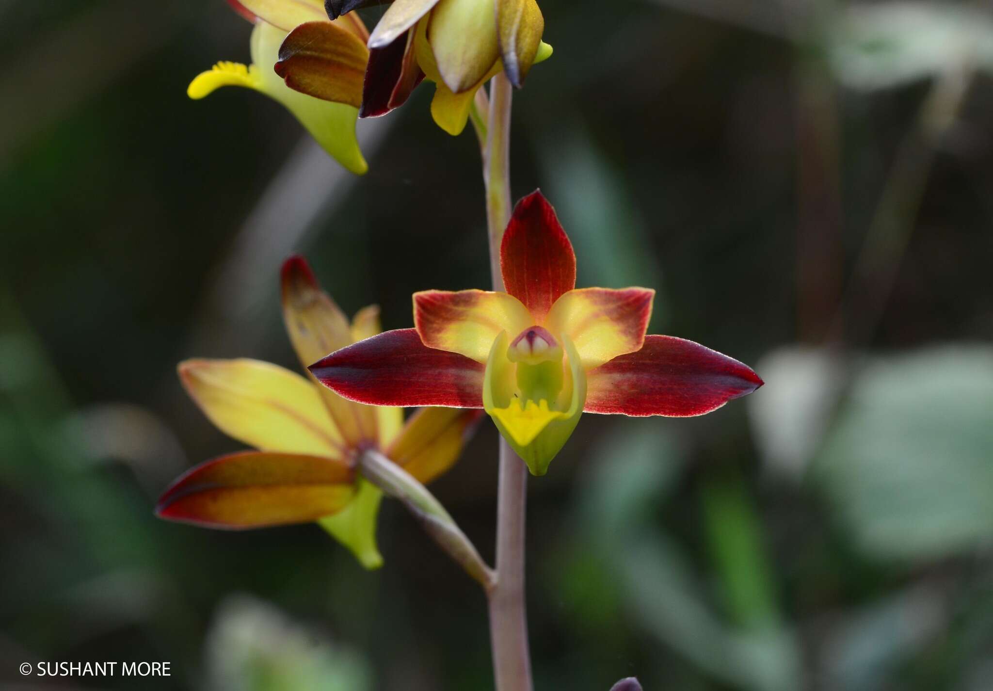 Sivun Eulophia pratensis Lindl. kuva