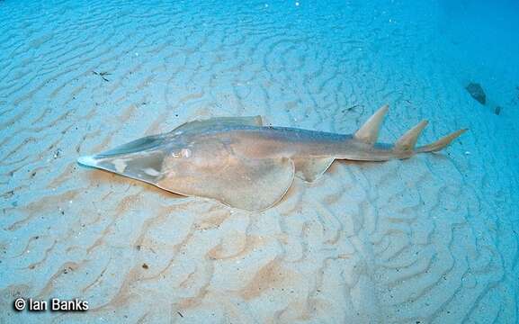 Image of Common Shovelnose Ray