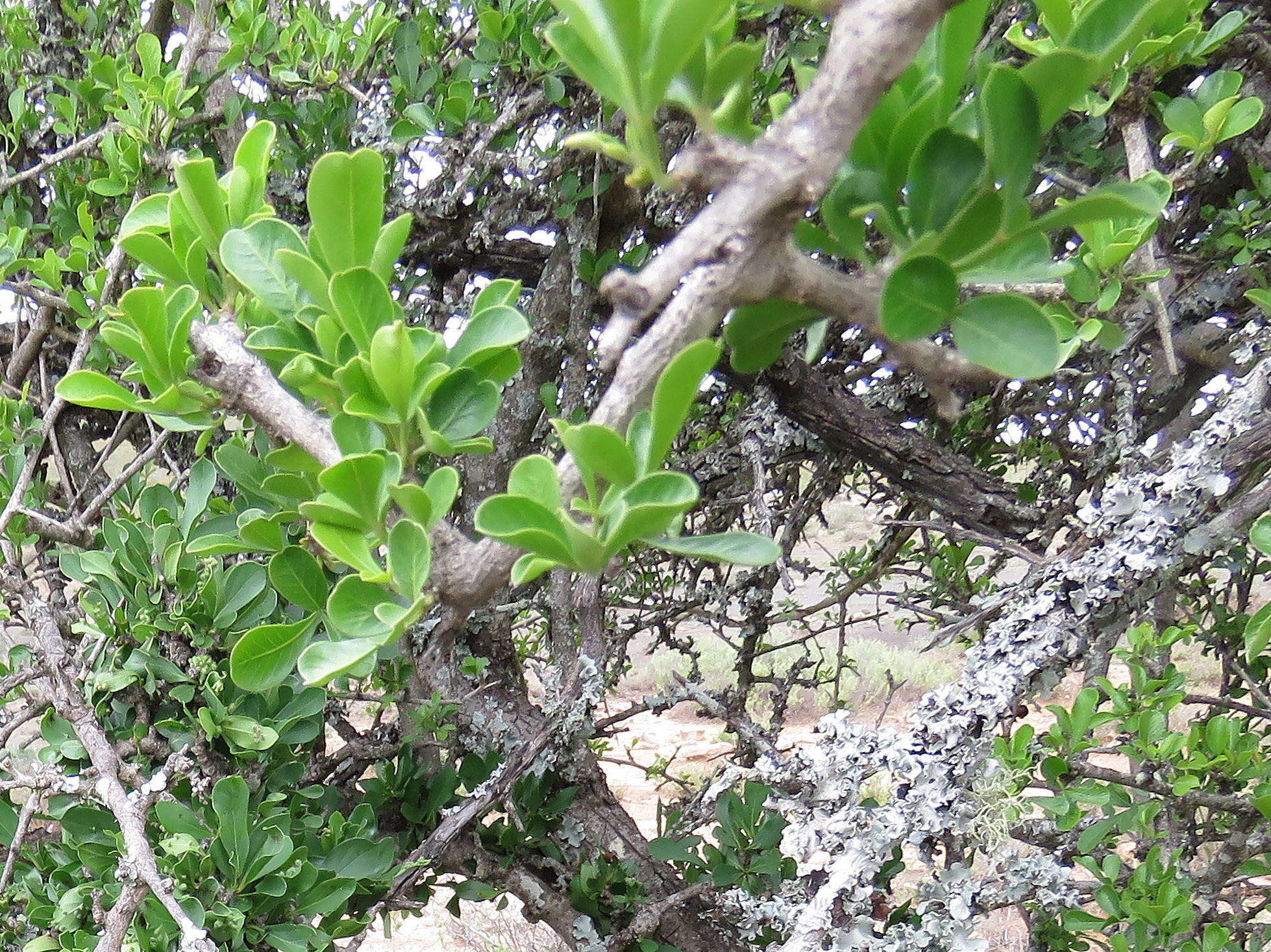 Image of Searsia longispina (Eckl. & Zeyh.) Moffett