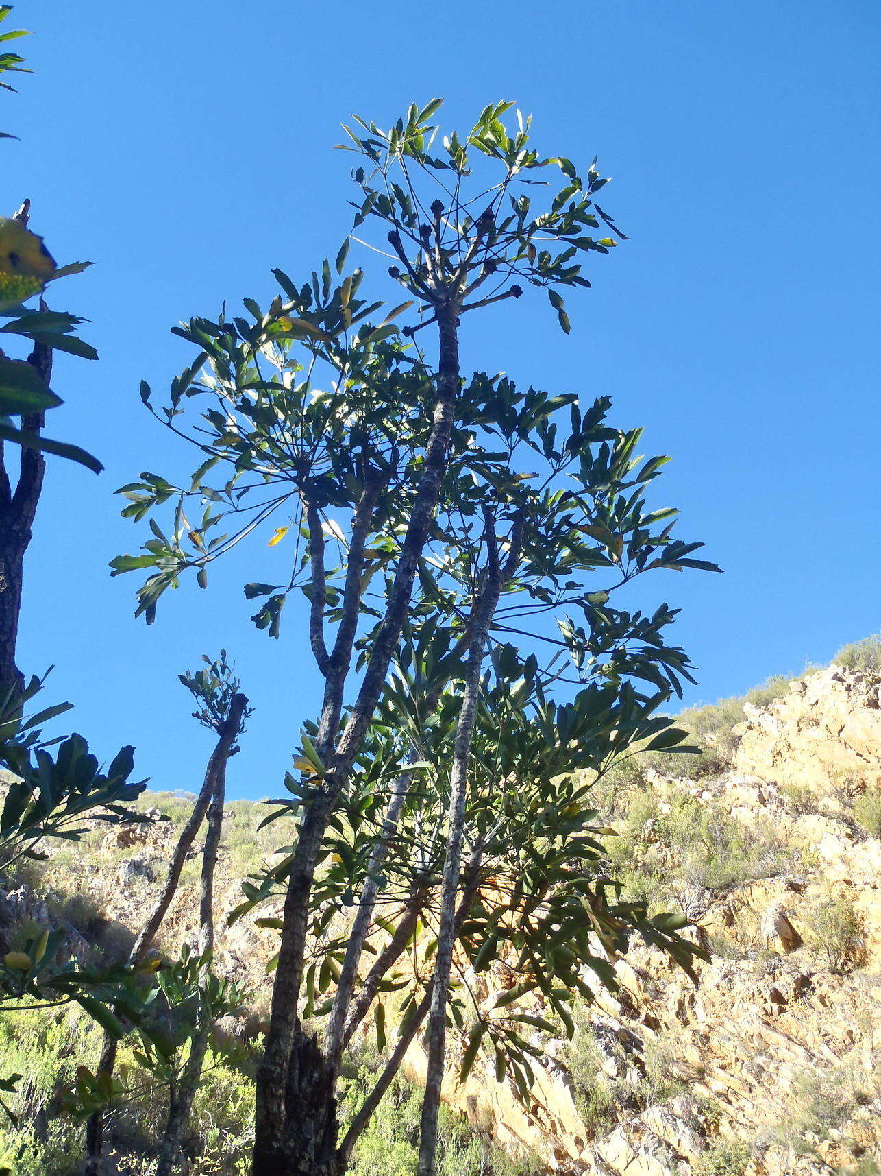 Image of Common Cabbage Tree