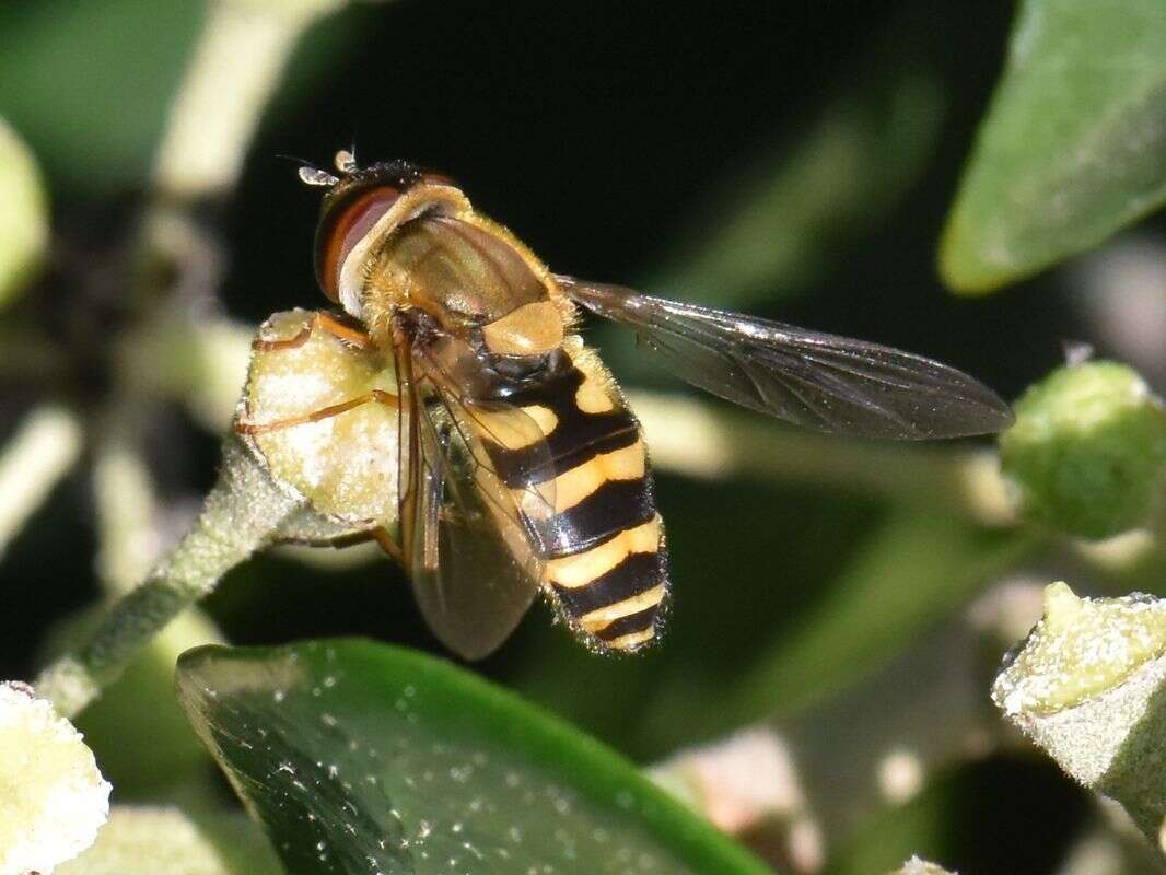 Image de Syrphus torvus Osten Sacken 1875