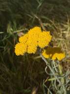 Achillea coarctata Poir.的圖片