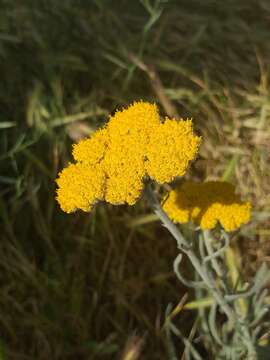 Imagem de Achillea coarctata Poir.