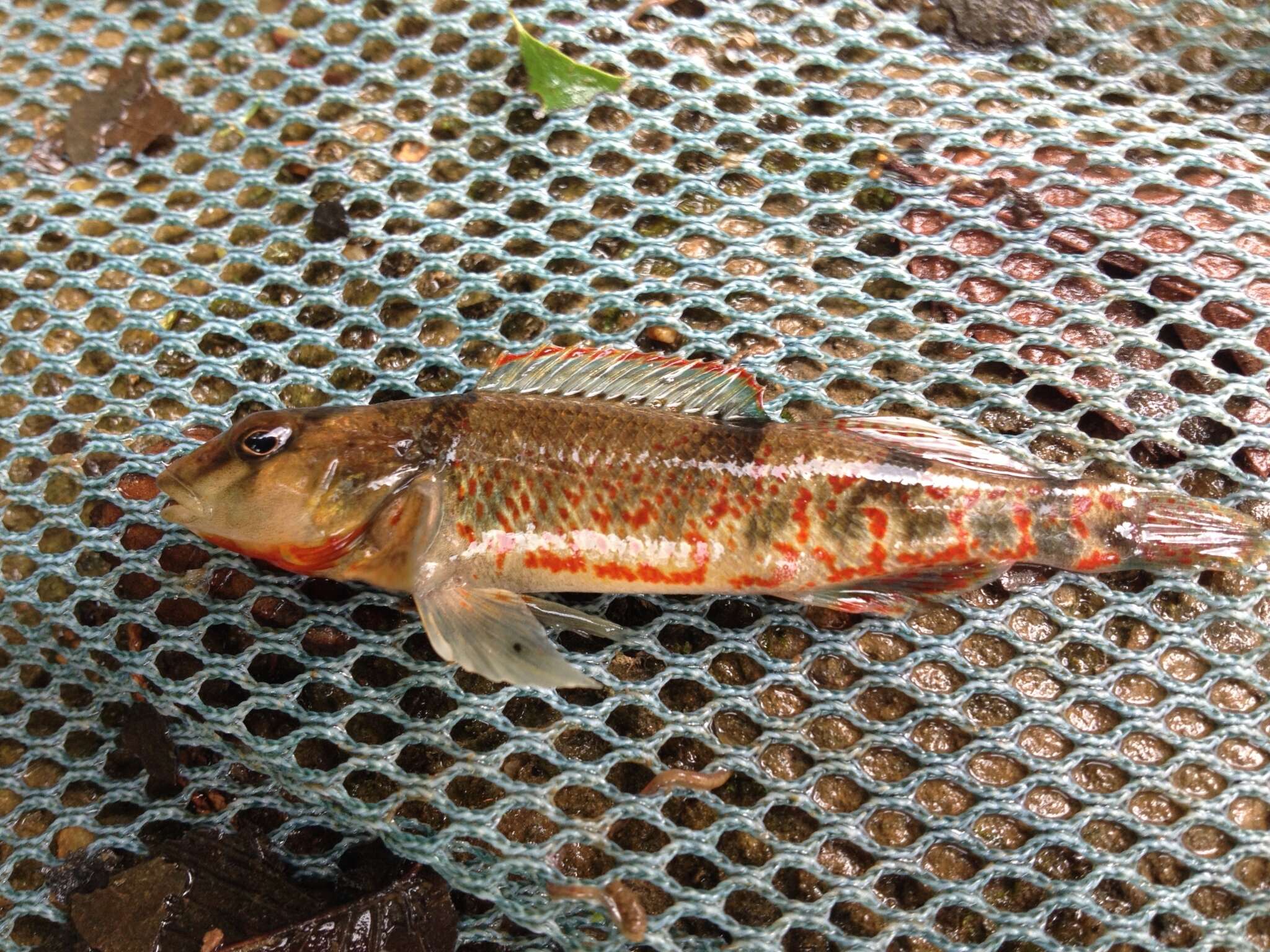 Слика од Etheostoma erythrozonum Switzer & Wood 2009