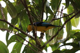 Image of Blue-winged Mountain Tanager