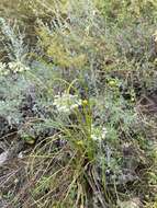 Image of Allium stellerianum Willd.