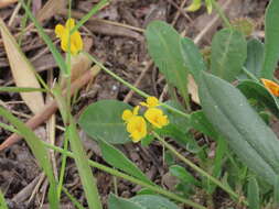 Plancia ëd Scorpiurus muricatus L.