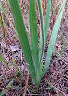 Image of Babiana patersoniae L. Bolus