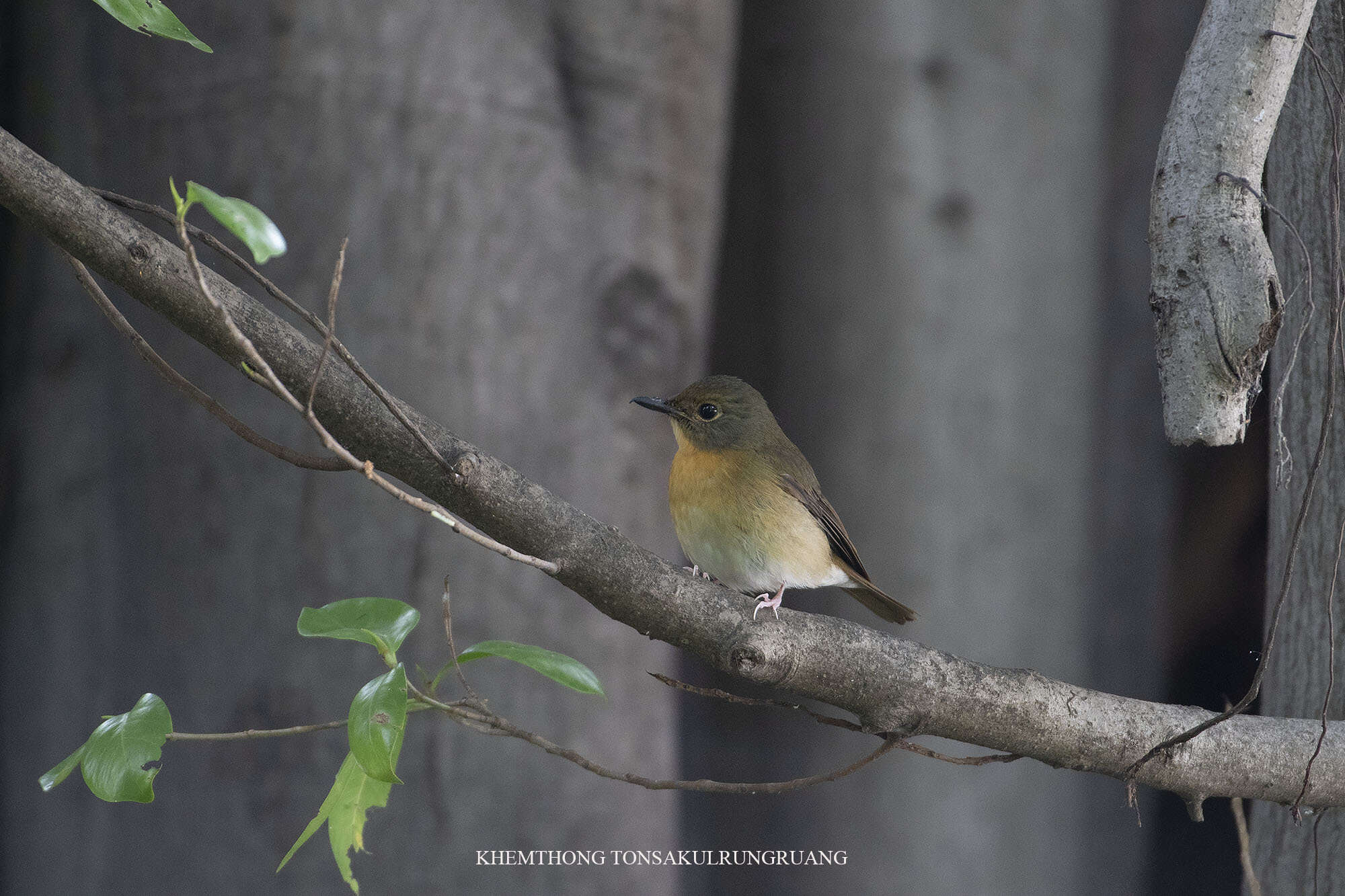 Image of Large Blue Flycatcher